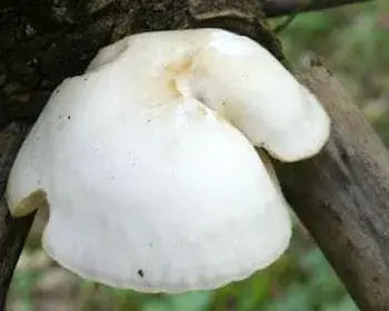 Elm Oyster - Hypsizygus ulmarius
