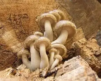 Elm Oyster - Hypsizygus ulmarius