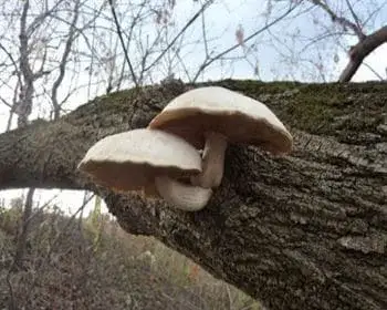 Elm Oyster - Hypsizygus ulmarius