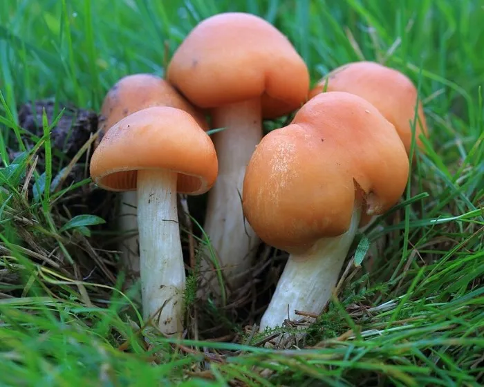 Élénkszínű nyirokgomba