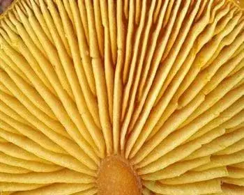 Sárga lisztespereszke - Rugosomyces chrysenteron