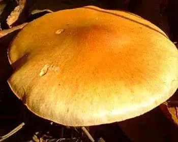 Sárga lisztespereszke - Rugosomyces chrysenteron