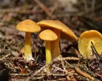 Sárga lisztespereszke - Rugosomyces chrysenteron