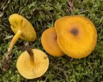 Sárga lisztespereszke - Rugosomyces chrysenteron