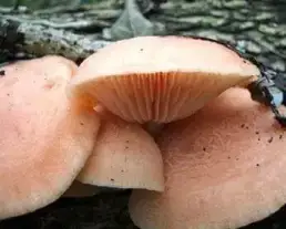 Tönkös kacskagomba