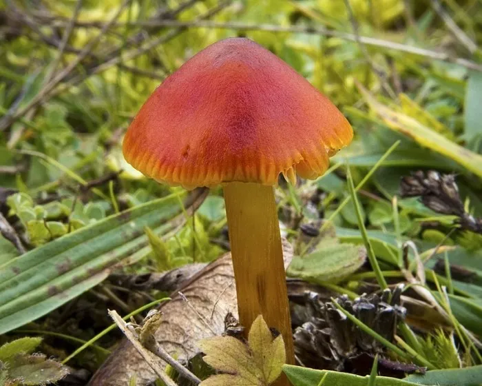 Blackening Waxcap - Hygrocybe conica