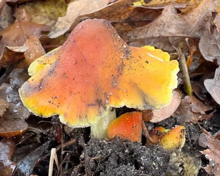 Blackening Waxcap - Hygrocybe conica