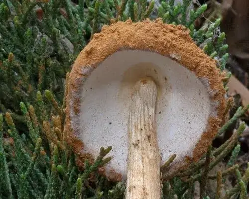 Falsche Morchel - Battarrea phalloides
