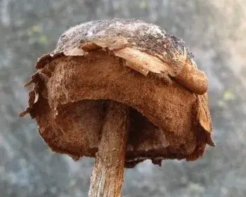 Falsche Morchel - Battarrea phalloides