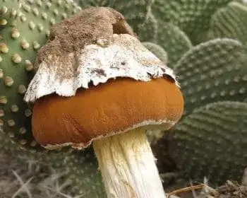 Falsche Morchel - Battarrea phalloides