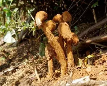 Falsche Morchel - Battarrea phalloides