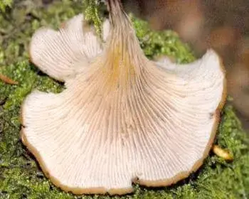 Aniseed Cockleshell - Lentinellus cochleatus