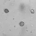 Spore image mushroom spore image