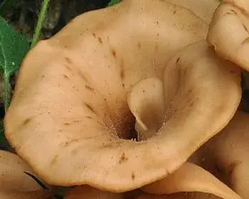 Aniseed Cockleshell - Lentinellus cochleatus