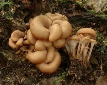 Aniseed Cockleshell - Lentinellus cochleatus