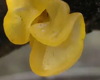 Yellow Brain - Tremella mesenterica