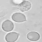 mushroom spore image