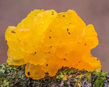 Yellow Brain - Tremella mesenterica