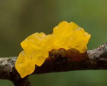 Yellow Brain - Tremella mesenterica