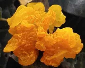Yellow Brain - Tremella mesenterica