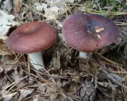 Barnásvörös galambgomba