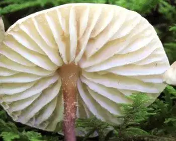 Braunfuß-Knoblauchschwindling - Mycetinis scorodonius