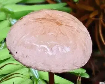 Braunfuß-Knoblauchschwindling - Mycetinis scorodonius