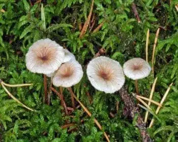 Braunfuß-Knoblauchschwindling - Mycetinis scorodonius
