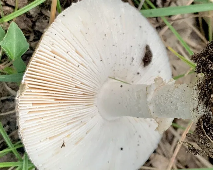 Pantherpilz