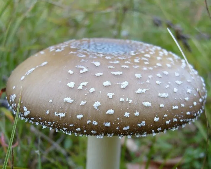 Pantherpilz