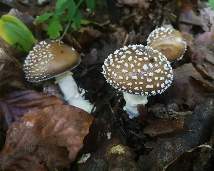 Pantherpilz