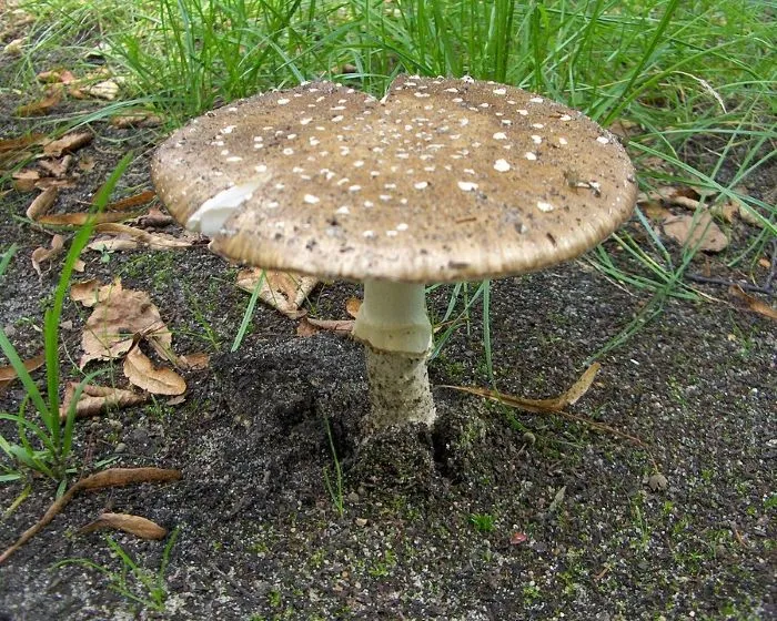 Pantherpilz