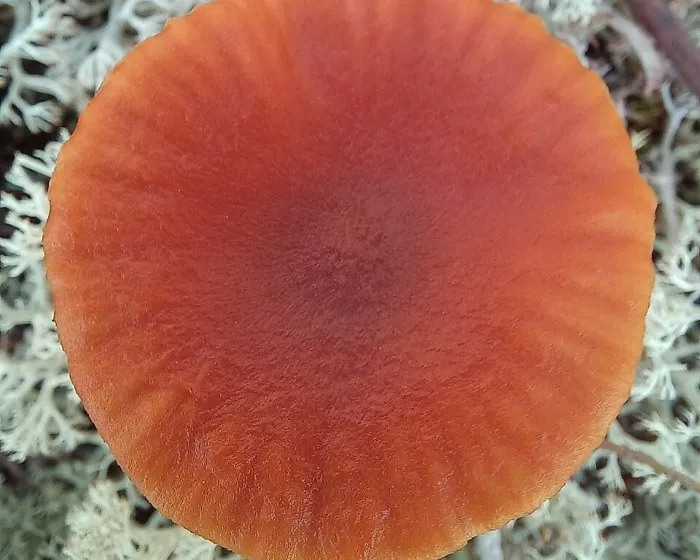 Húsbarna pénzecskegomba - Laccaria laccata