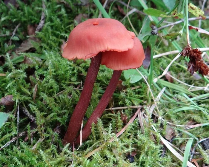 Húsbarna pénzecskegomba - Laccaria laccata