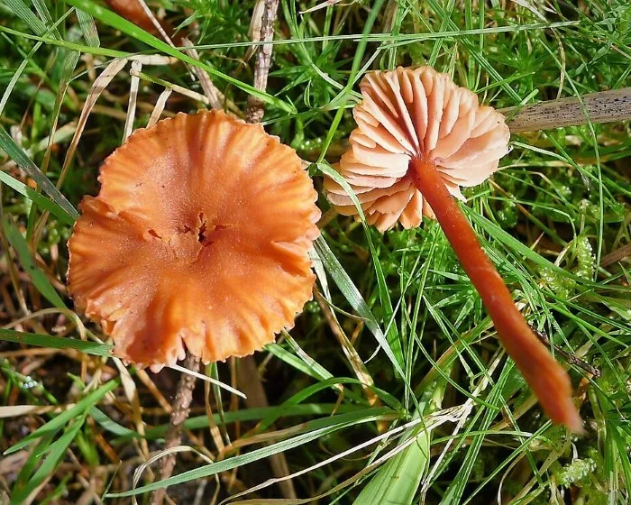 Húsbarna pénzecskegomba - Laccaria laccata