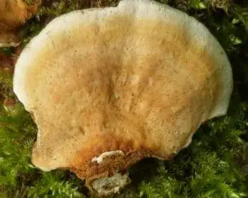 Bársonyos réteggomba - Stereum subtomentosum