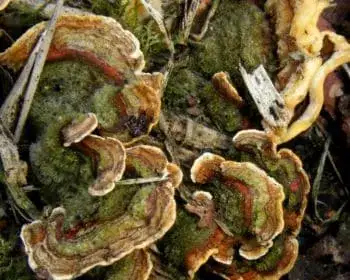 Bársonyos réteggomba - Stereum subtomentosum