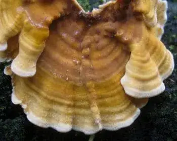 Borstiger Schichtpilz - Stereum hirsutum