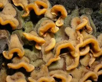 Borstiger Schichtpilz - Stereum hirsutum