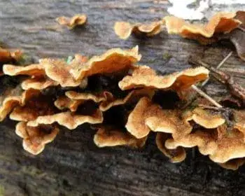 Borstiger Schichtpilz - Stereum hirsutum