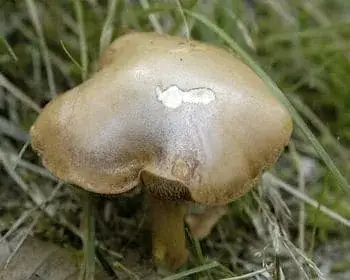 Borsos tinóru - Chalciporus piperatus