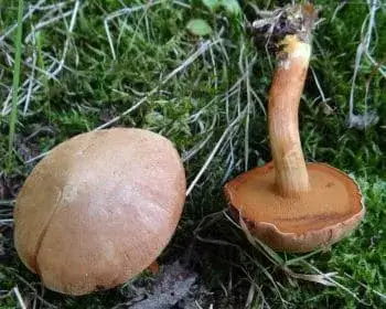 Borsos tinóru - Chalciporus piperatus