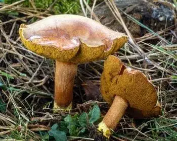 Borsos tinóru - Chalciporus piperatus