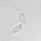 Spore image mushroom spore image