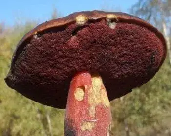 Scarletina Bolete - Neoboletus luridiformis