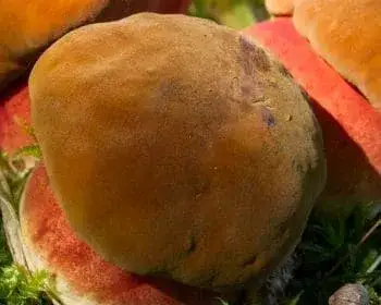 Scarletina Bolete - Neoboletus luridiformis