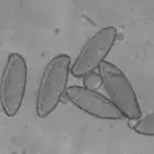 Spore image mushroom spore image