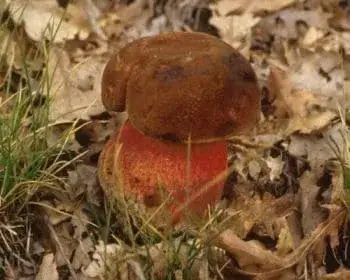 Scarletina Bolete - Neoboletus luridiformis
