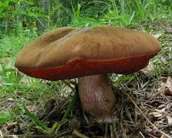 Scarletina Bolete - Neoboletus luridiformis