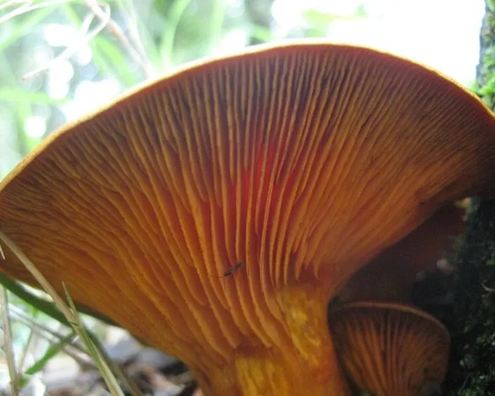 Világító tölcsérgomba - Omphalotus olearius
